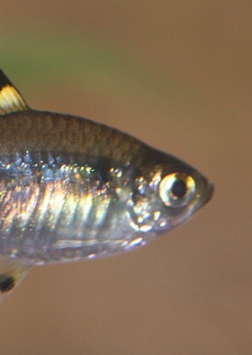 X-ray Fish