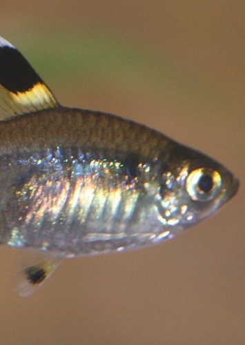 X-ray Fish