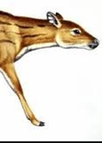 Xiphodon