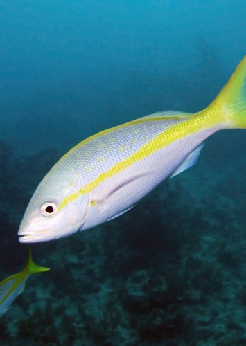Y is for yellow tail a painted gold fish