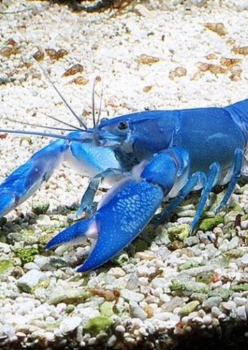Yabby