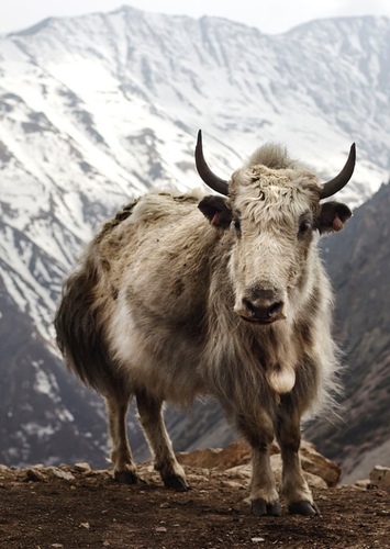Yara the Yak