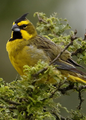 Yellow Cardinal