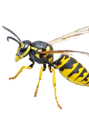 Yellowjacket