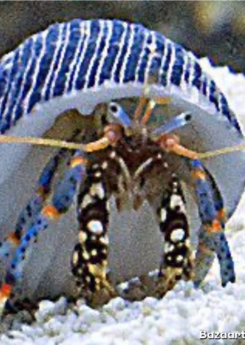Yoga Crab