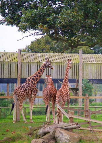 Yorkshire Wildlife Park