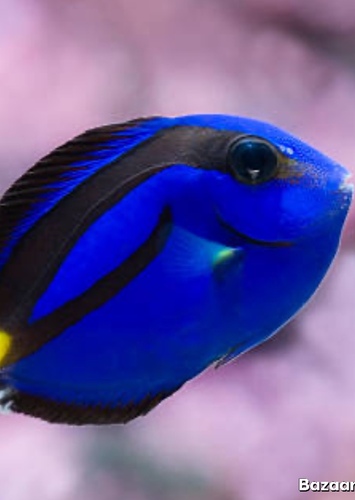 Young Dory