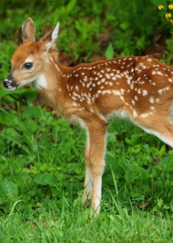 Young Faline