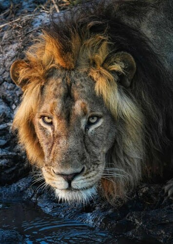 Young Mufasa