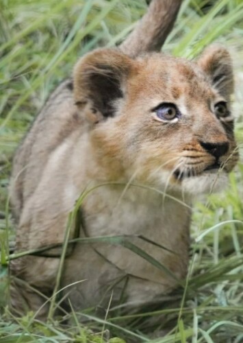 Young Nala