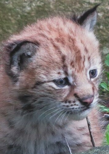 Young Orion