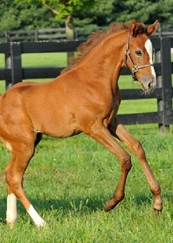Young Pride