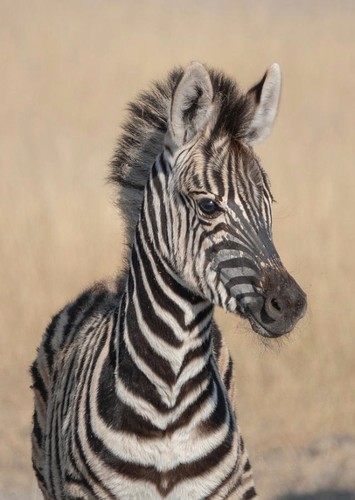 Young Stripes