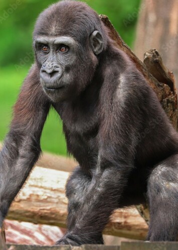 Young Terk