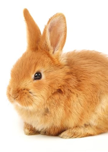 Young Thumper