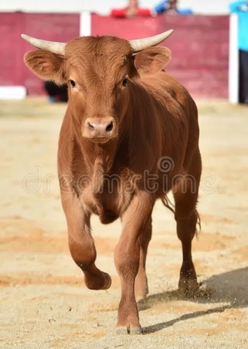 Young Valiente