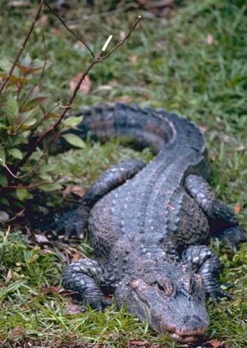 Yu the Chinese Alligator