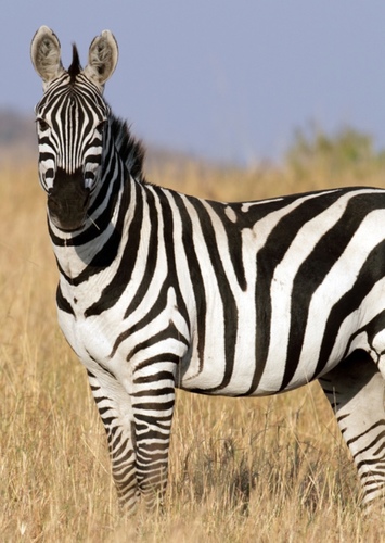 Zach the Plains Zebra