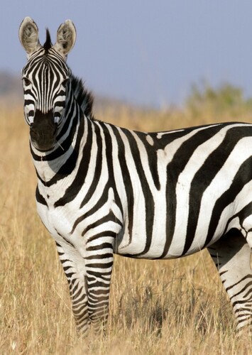 Zach the Plains Zebra
