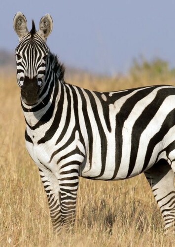 Zack the Plains Zebra