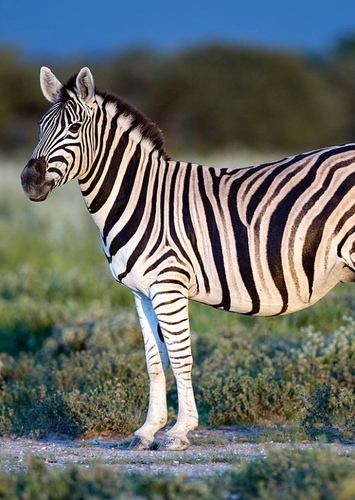 Zack the Zebra