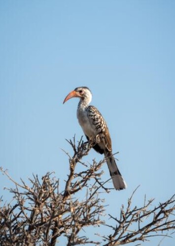 Zazu
