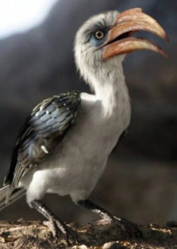 Zazu