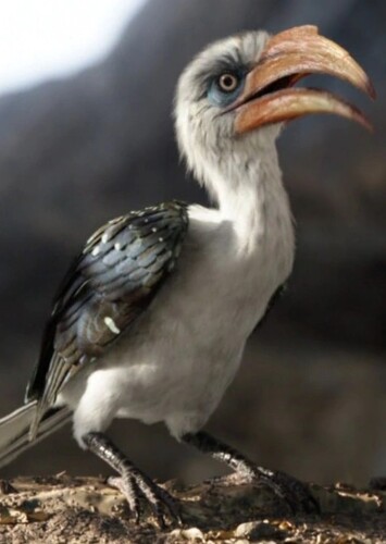 Zazu