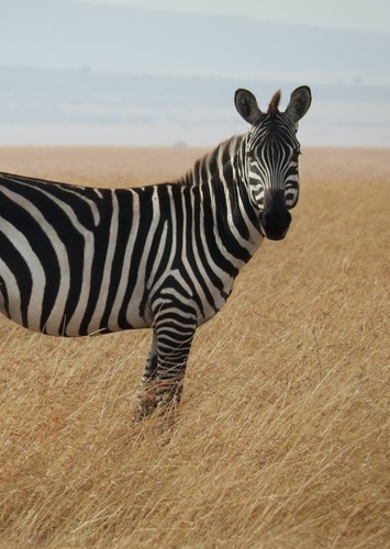 Zebra
