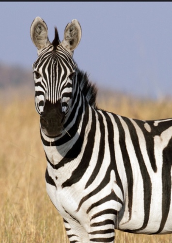 Zebra