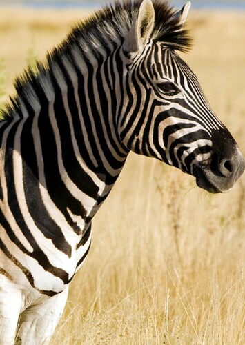 Zebra