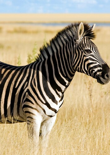 Zebra
