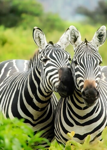 Zebra