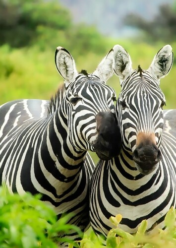 Zebra