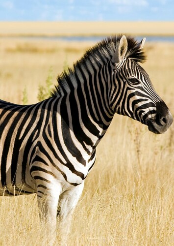 Zebra