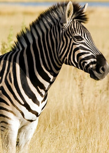 Zebra