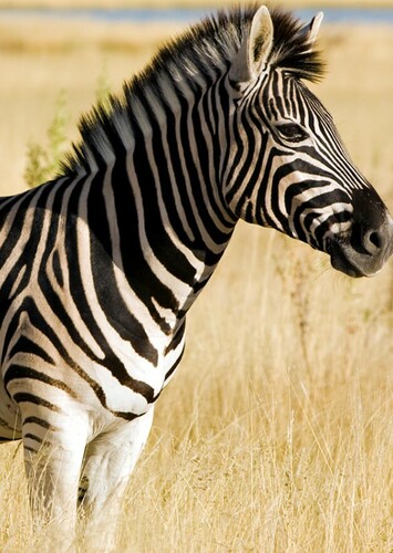 Zebra