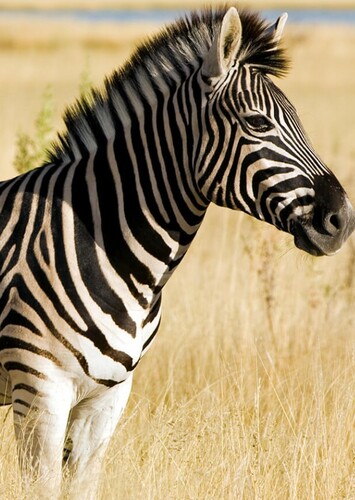 Zebra