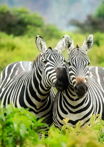 Zebra