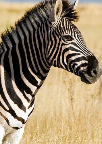 Zebra