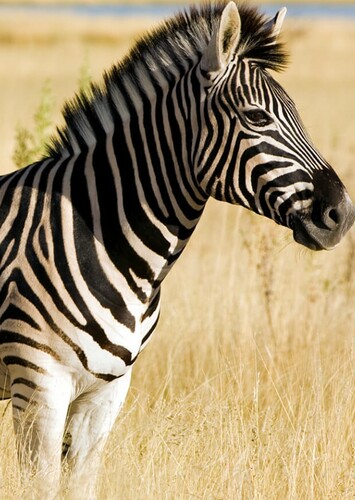 Zebra