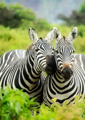 Zebra