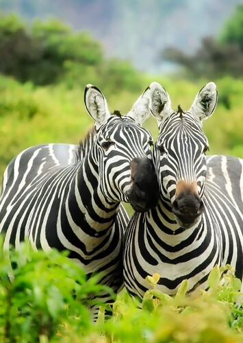 Zebra