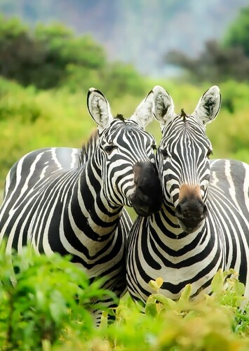 Zebra