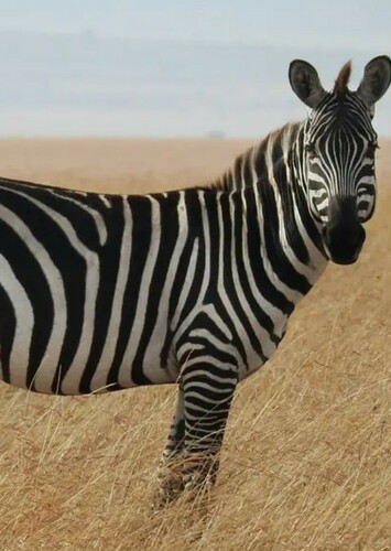 Zebra