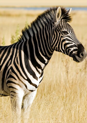 Zebra