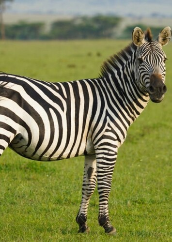 Zebra