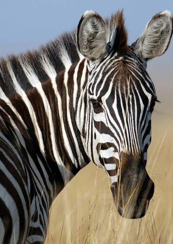 Zebra