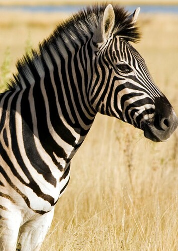 Zebra