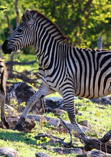 Zebra